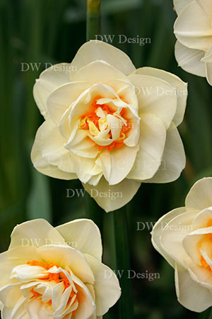 narcissus gay tabor